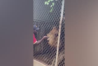 ZOOKEEPER HAS FINGER BITTEN OFF BY LION AFTER TEASING IT THROUGH CAGE  viral video of a lion biting a zookeeper finger off  Jamaican zoo lion incident  ജമൈക്കണ്‍ മൃഗശാലയില്‍ സിംഹം വിരല്‍ കടിച്ചുവലിച്ച സംഭവം  വൈറല്‍ വീഡിയോ ജമൈക്കന്‍ മൃഗശാലയില്‍ നിന്ന്