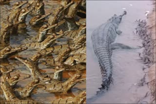 72 hatchlings of the critically endangered Gharial in Son Sanctuary  Gharial eggs hatched in Son Sanctuary  മധ്യപ്രദേശില്‍ വിരിഞ്ഞത് 72 ചീങ്കണ്ണി കുഞ്ഞുങ്ങള്‍  സോന്‍ സങ്കേതത്തിലെ ചീങ്കണ്ണി കുഞ്ഞുങ്ങള്‍  സിദ്ധിയിലെ സോനില്‍ വിരിഞ്ഞത് 72 ചീങ്കണ്ണി കുഞ്ഞുങ്ങള്‍