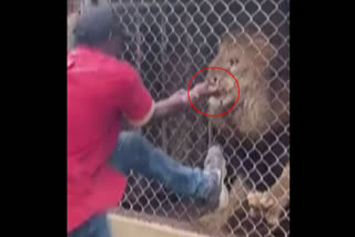 Scary viral video: Lion bites off zoo attendant's finger