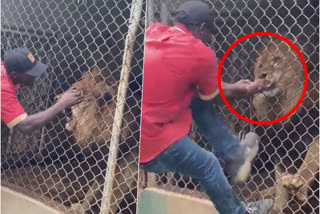 zoo lion attack video