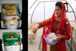 Mushroom protein powder is being prepared in Raipur