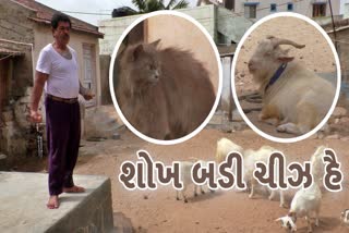 Unique love for goats and cats : કાશ્મીરી બકરી અને પર્શિયન બિલાડી જોવી છે? અહીં રહે છે લાડકોડથી