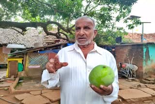 a-special-breed-of-mango-is-in-belgaum