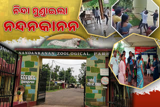 Nandankanan: କେତେ ସୁରକ୍ଷିତ ପର୍ଯ୍ୟଟକ, ଫୁଲମାଳ ବଦଳରେ ଲୁହାରଡ୍‌ରେ ଆକ୍ରମଣ