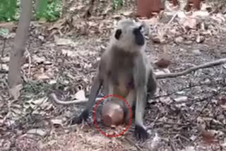 A monkeys life got stuck in a pot