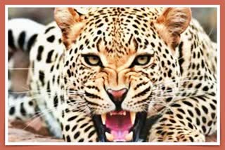 A Man Fights with Leopard: કાલીબેલ ગામના ખૂંખાર દીપડા જોડે ખેલાયો જીવસટ્ટાનો ખેલ