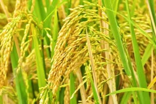 paddy prices decreased