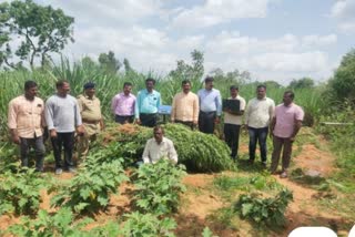 man arrested under ganja case in Belagavi