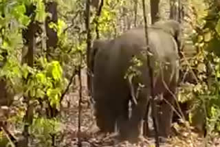 Elephants terror in Dindori