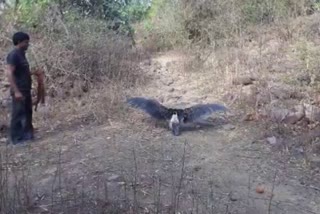 Bikaner Profession Save Vulture Live in MP