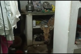 chital entered residential area in Satna