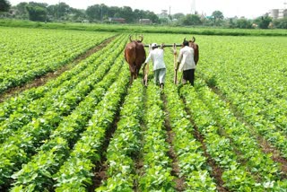 IISR Indore develops new soybean variety