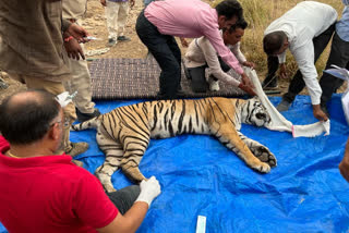 Infection in Intestine of tigress Riddhi