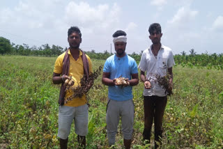 haveri destroy crop in Eastern monsoon