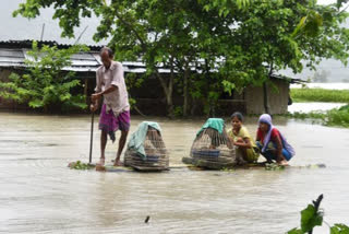Flood ruins agricultural fields in Assam, agonized farmers reap remaining paddy crops