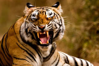 Tiger Attack On Couple in Chandrapur
