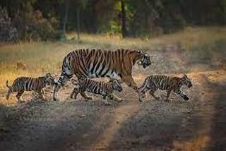 arrival of four cubs in Pench National Park