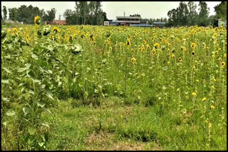 SUNFLOWER CROP WASTED IN AMBALA