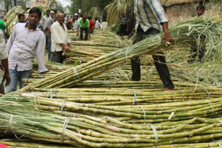india sugar production 2022