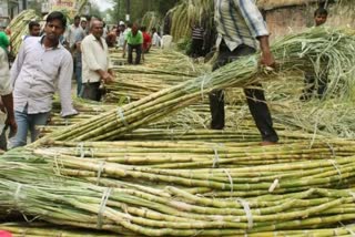 India Sugar Export News