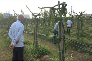 Dragon fruit is being cultivated in five hectares in Rudrapur