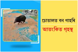 বনৰীয়া গাহৰিয়ে আক্ৰমণত আহত দুজন