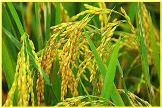 Tripura to purchase 2k MT paddy from farmers