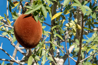 गोरखइमली, what is gorakh imli, Adansonia digitata benefits, important herbs in ayurveda, what is Adansonia digitata, gorakh imli in english