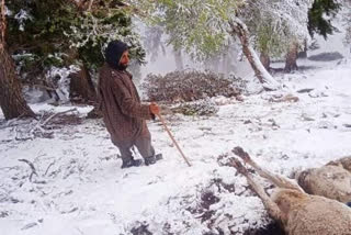 Lightning strikes in Kokernag kill more than 250 sheep