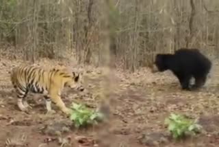 Bear tiger fight