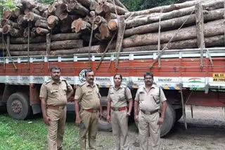 teak logs worth Rs 8 lakh seized in Sasthamcotta  Pathanamthitta Forest officers seized teak logs worth Rs 8 lakh  teak wood smuggle in lorry seized  ലോറിയിൽ കടത്താൻ ശ്രമിച്ച തേക്കിൻ തടികള്‍ പിടികൂടി  എട്ട് ലക്ഷത്തിന്‍റെ തേക്കിൻ തടികള്‍ പിടികൂടി  പത്തനംതിട്ട തേക്കിൻ തടികള്‍ പിടികൂടി  ശാസ്‌താംകോട്ട തേക്കിൻ തടികള്‍ കടത്താൻ ശ്രമം  തേക്കിൻ തടികള്‍ കടത്തിയ ലോറി ഡ്രൈവർ കസ്റ്റഡിയിൽ