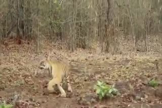 bear runs after tiger cubs video maharashtra