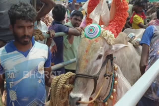 Video: எருது விடும் திருவிழா : 250க்கும் மேற்பட்ட காளைகள் சீறி பாய்ந்தன