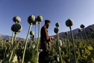 अफगानिस्तान में ड्रग्स के कोरोबार