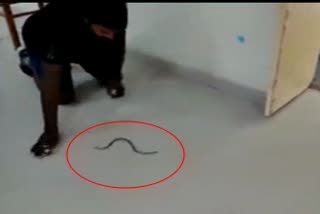 snake comes into JMFC court