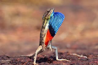 Colorful Fan Throated Lizard