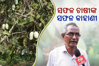 ଅନୁଗୋଳର ସଫଳ ଚାଷୀ ଯୋଗେଶ୍ବର, ପ୍ରତିକୂଳ ପାଗରେ ଫଳାଉଛନ୍ତି ପ୍ରଚୁର ଆମ୍ବ