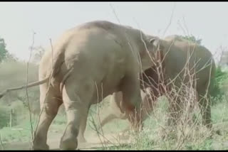 elephants fighting video