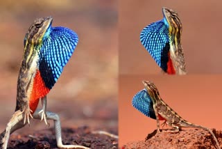 Fan Throated Lizard found satara