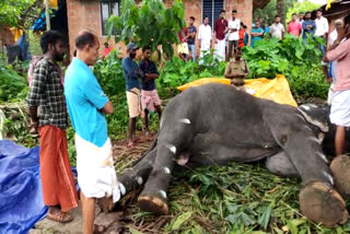 thrikkalayoor elephant kolakkadan mini dies  elephant death kolakkadan mini  elephant attacks child  കൊളക്കാടൻ മിനി ആന ചെരിഞ്ഞു  പിടിയാന ചെരിഞ്ഞു