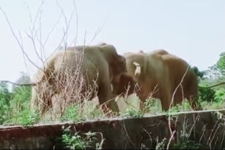 Viral! Intense elephant fight caught on camera