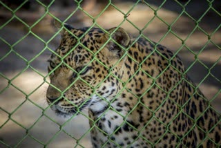 Leopard in a Cage