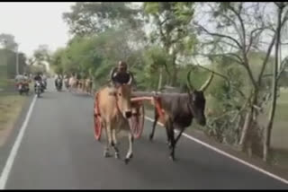 கோவில் திருவிழாவை முன்னிட்டு எல்கை மாட்டு வண்டி பந்தயம் - 27 ஜோடி மாடுகள் பங்கேற்பு!