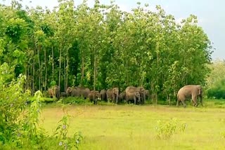 Elephants At Naxalbari