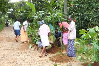 ഇടുക്കിയിലെ പുതകിൽപ്പാറ നൂനൂറ്റിപടി റോഡ് ഗതാഗതയോഗ്യമാക്കണമെന്ന ആവശ്യം ശക്‌തം  Locals of Rajkumari Grama Panchayat protest against non tarring of roads  road issue in idukki  protest against non tarring of roads in idukki rajakumari  റോഡിൽ കപ്പയും വാഴയും നട്ട് പ്രതിഷേധിച്ച് രാജകുമാരി പഞ്ചായത്തിലെ നാട്ടുകാർ  പുതകിൽപ്പാറ നൂനൂറ്റിപടി റോഡ് ഗതാഗത യോഗ്യമാക്കണമെന്ന ആവശ്യം ശക്‌തം