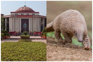 pangolin locked in jungle safari raipur