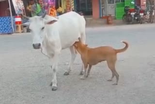 Viral Video : गाय की ममता, भूखे कुत्ते को पिलाया दूध