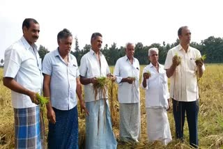 Paddy crop loss by rain in davanagere
