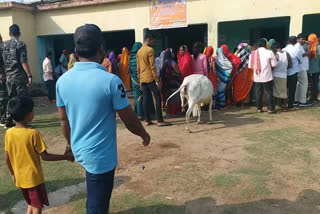 last phase voting in panchayat election in giridih