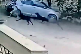 Stray Dogs Bite Boy In Jaipur